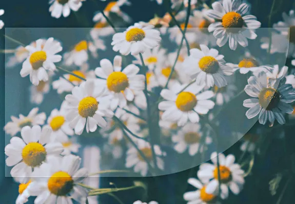 Featured image for FANNY CROSBY
